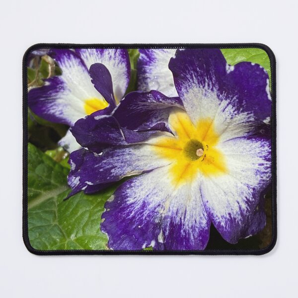 Item preview, Blue white yellow primula designed and sold by AlpacaSparkles.