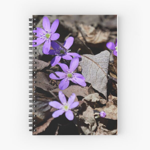 Item preview, Rising from the dead leaves. Hepatica designed and sold by Jouko Lehto Photography.