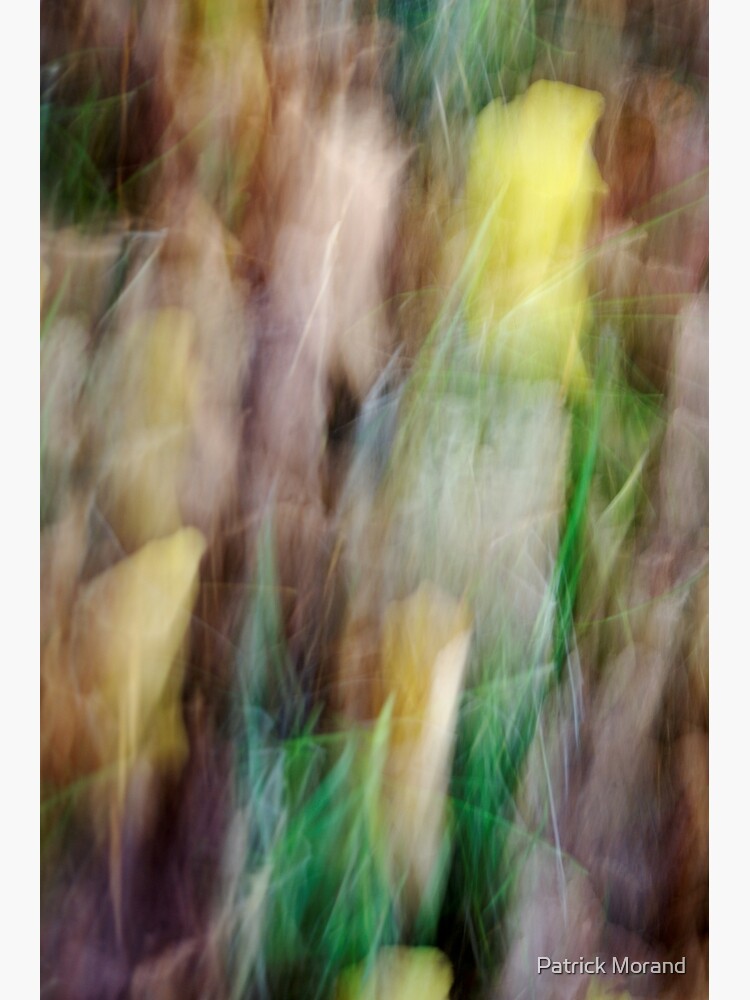 Autumn in the forest by patmo