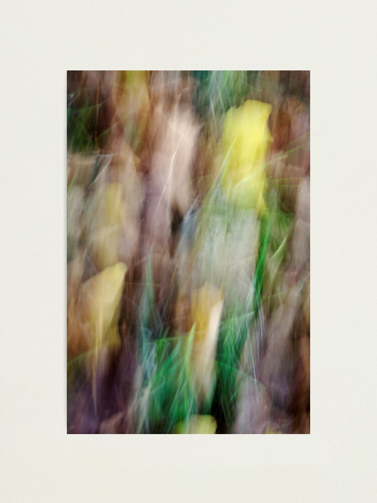 Alternate view of Autumn in the forest Photographic Print