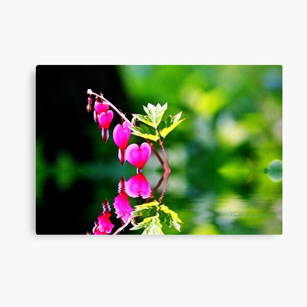 "My Heart Bleeds For You Canvas Print