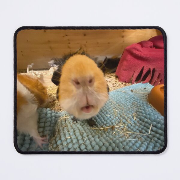 Item preview, Guinea pig snout designed and sold by AlpacaSparkles.
