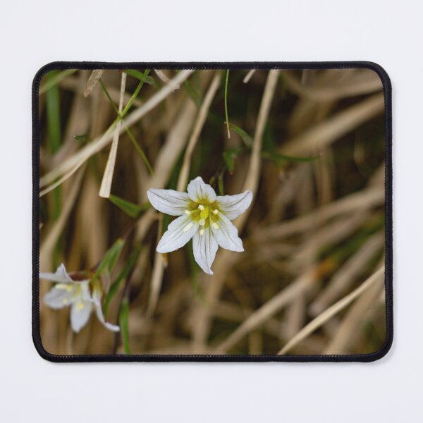 Item preview, White flower blooming in thick grass designed and sold by Shizenkai.