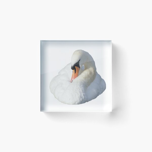 Item preview, Real white swan designed and sold by GenevraAndCo.