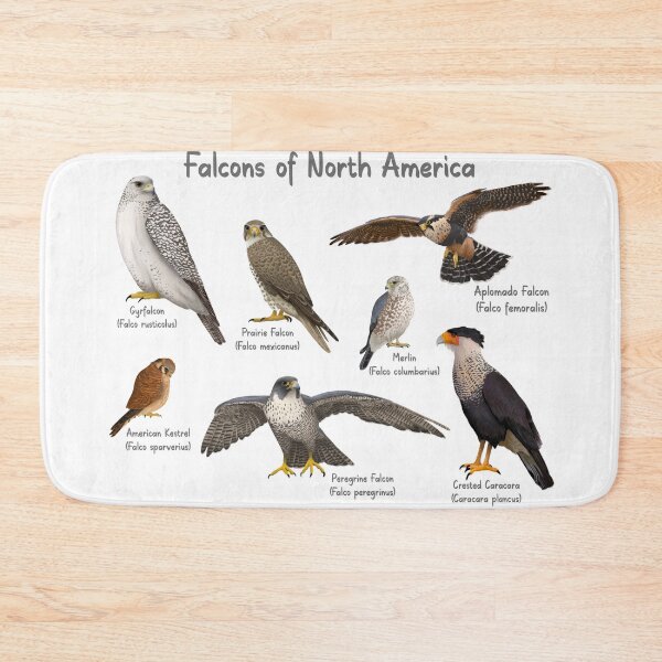 Item preview, Falcons of North America designed and sold by Kindahawkward.