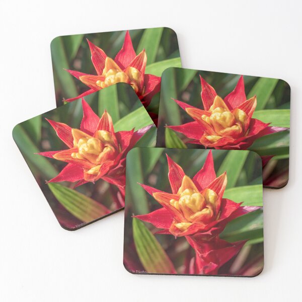 Item preview, Guzmania lingulata designed and sold by Darrell Kroulik.