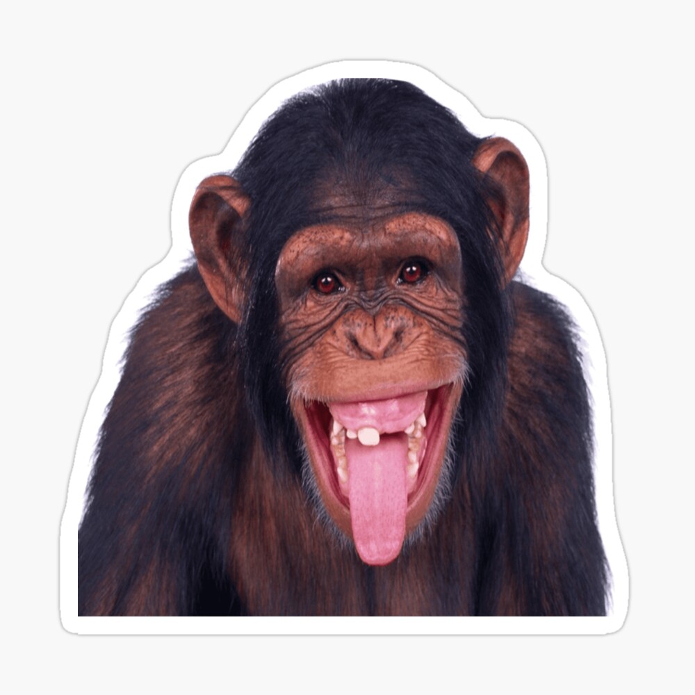 American monkey black hair sticking tongue