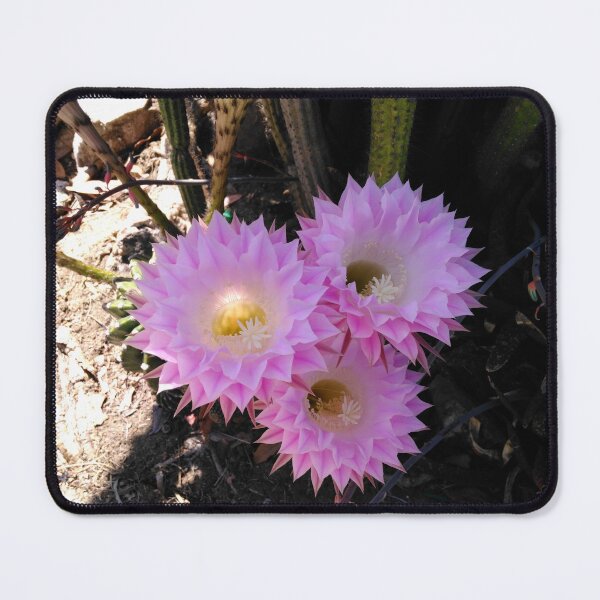 Item preview, Pink Hedgehog cactus flowers designed and sold by Imthenats Photography and Art.