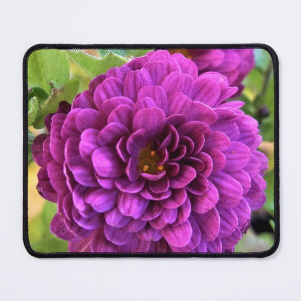 Item preview, Purplish Chrysanthemums designed and sold by Scott and Mary Schneider art_photography.
