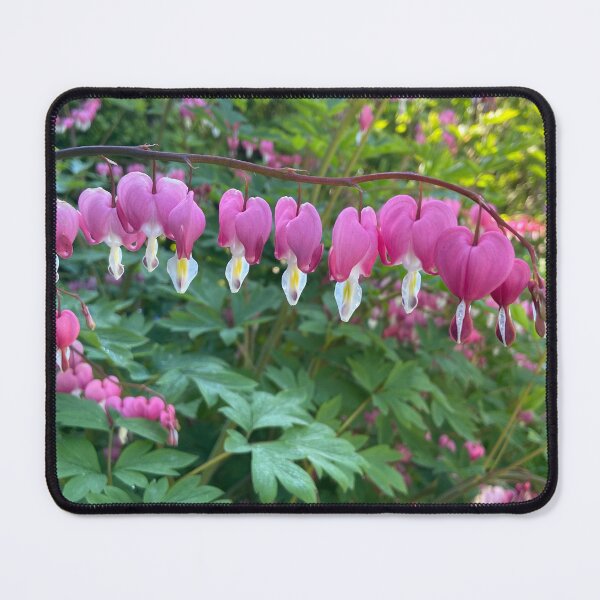 Item preview, Bleeding hearts flower pink photography designed and sold by AlpacaSparkles.