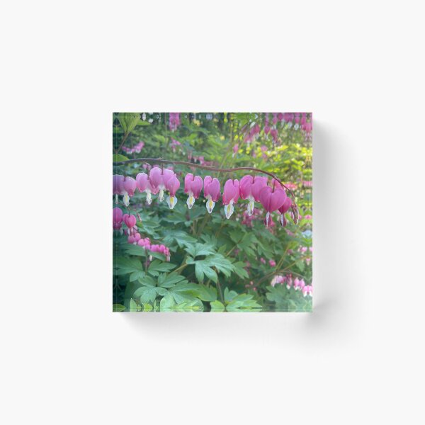Item preview, Bleeding hearts flower pink photography designed and sold by AlpacaSparkles.