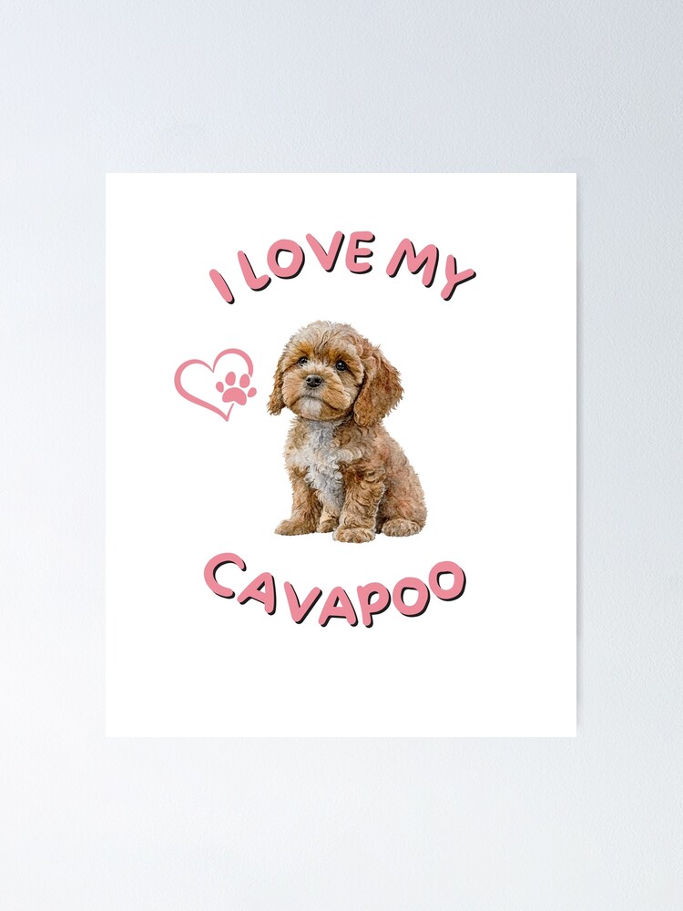 My cavapoos sales