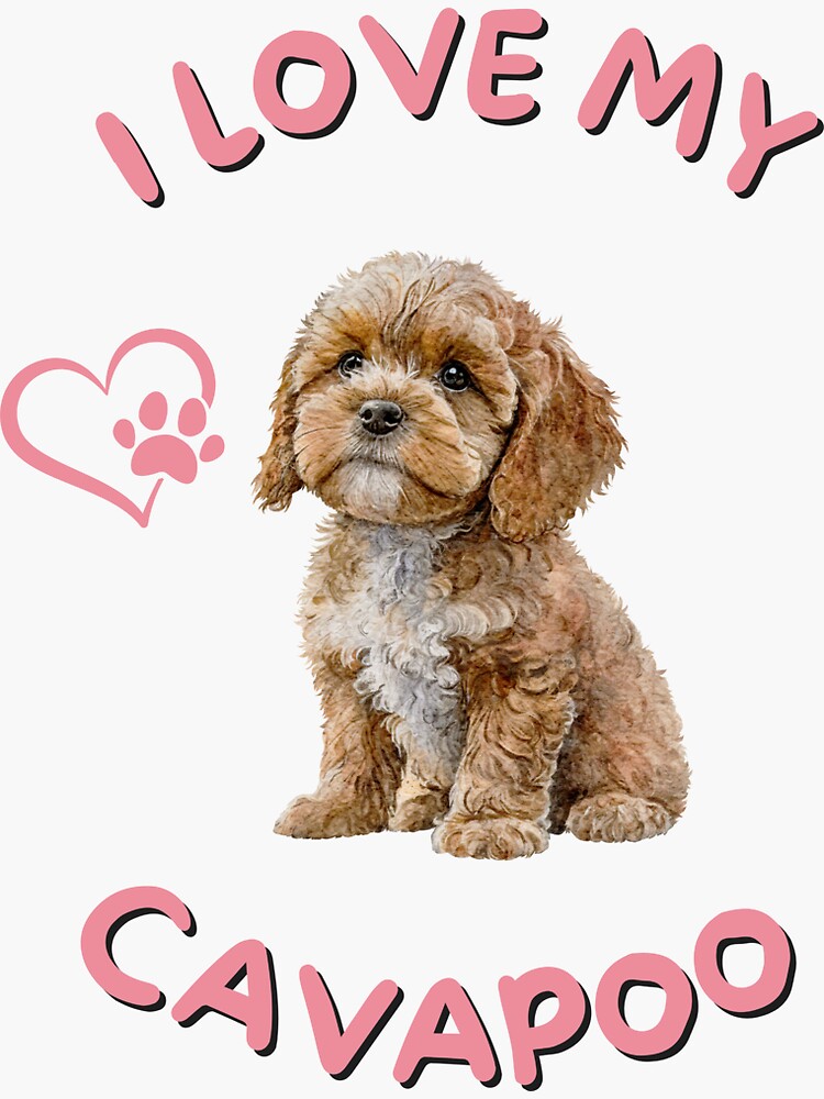 I love 2024 my cavapoo