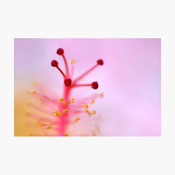 we're all kissed by angels but some of us never think to pucker... Photographic Print