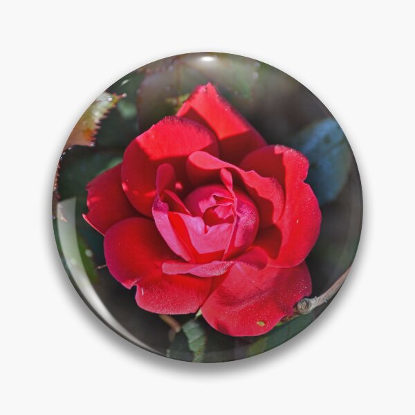 Item preview, A Single Knockout Rose designed and sold by LisaWootenPhoto.