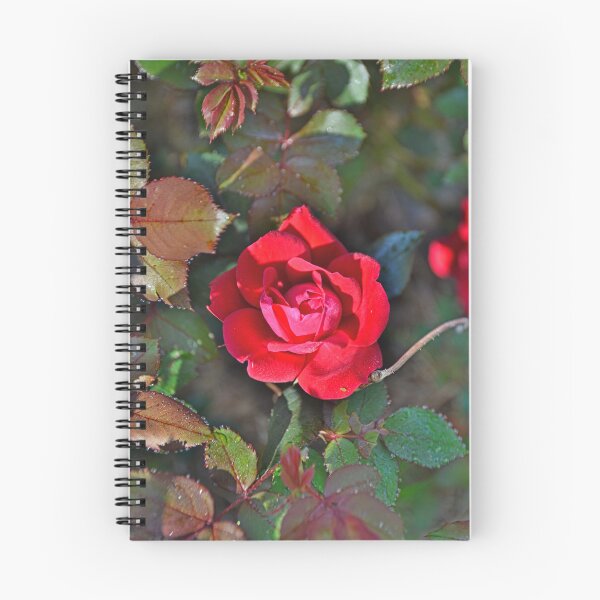 Item preview, A Single Knockout Rose designed and sold by LisaWootenPhoto.