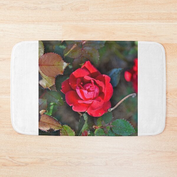 Item preview, A Single Knockout Rose designed and sold by LisaWootenPhoto.