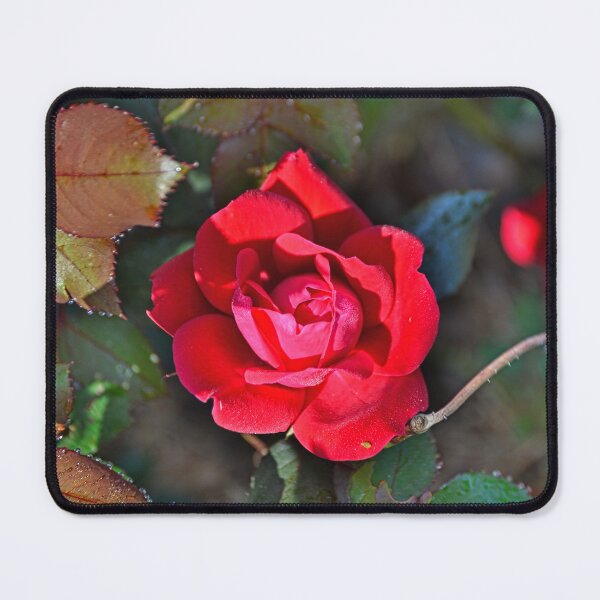 Item preview, A Single Knockout Rose designed and sold by LisaWootenPhoto.
