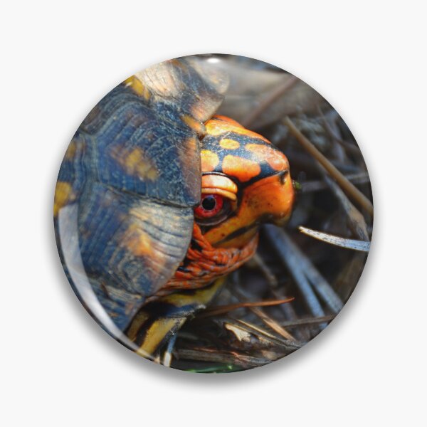 Item preview, Peek A Boo Box Turtle designed and sold by LisaWootenPhoto.