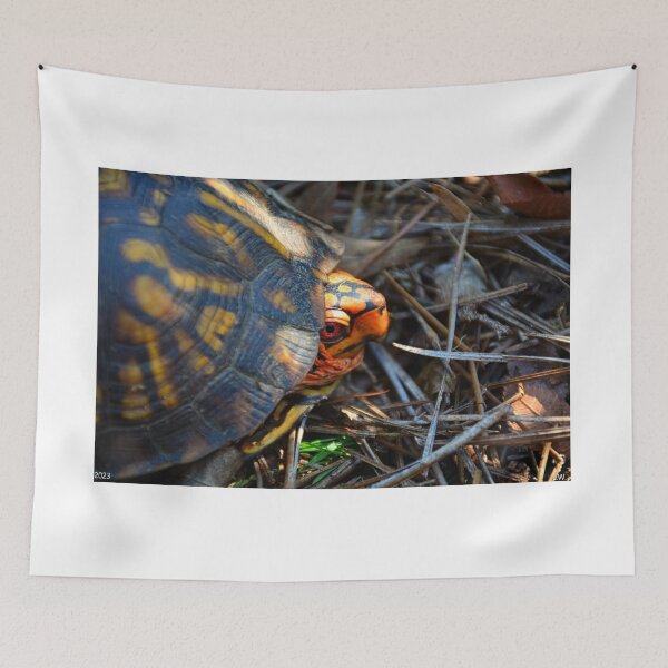 Item preview, Peek A Boo Box Turtle designed and sold by LisaWootenPhoto.