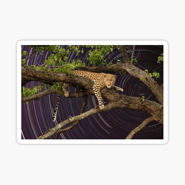 Leopard in tree with startrail Sticker