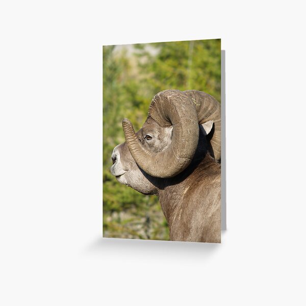 Item preview, Ram's Head designed and sold by Jeff Ashworth & Pat DeLeenheer.