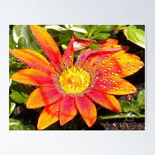 Item preview, Treasures designed and sold by seventySIXart&photo .