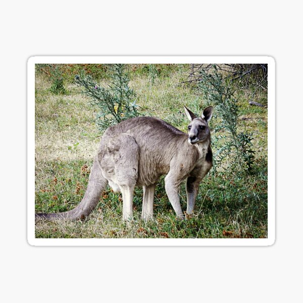 Item preview, Handsome Kangaroo at Hall's Gap - The Grampians Vic. designed and sold by EdsMum.