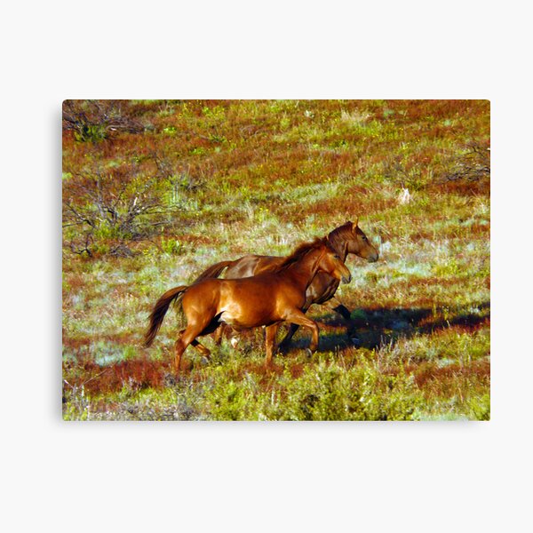 Brumbies on the Plain Canvas Print