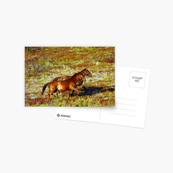Brumbies on the Plain Postcard