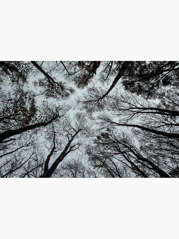 Wald von Ephemeral-Joy