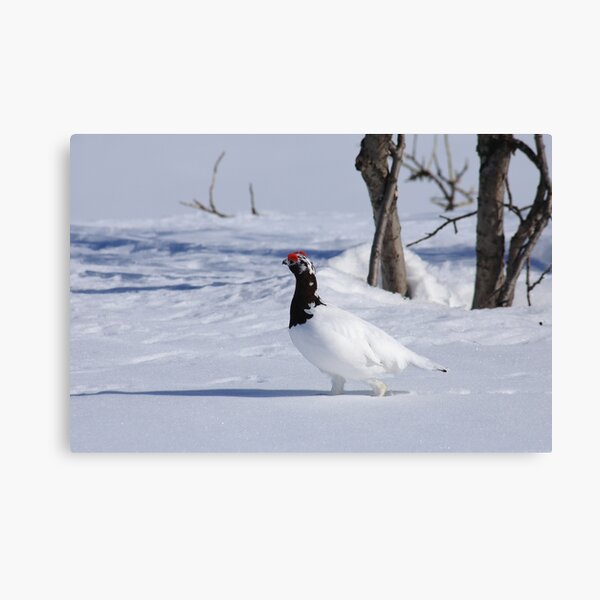 Item preview, White ptarmigan designed and sold by zumi.