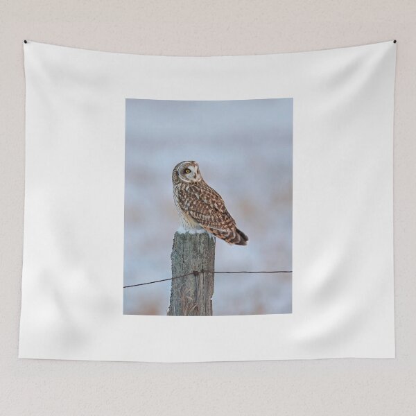 Item preview, Short-eared owl in winter designed and sold by James Cumming.