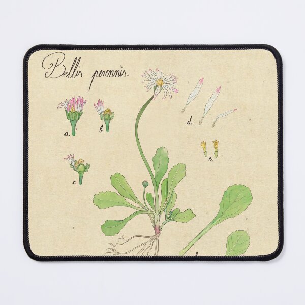 Item preview, Common English Daisy Botanical Flower Illustration designed and sold by Perunika305.