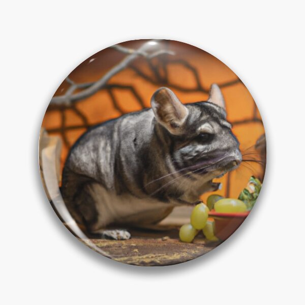 Item preview, Still Portrait Chinchilla designed and sold by katiebca2.