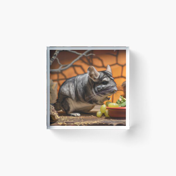 Item preview, Still Portrait Chinchilla designed and sold by katiebca2.