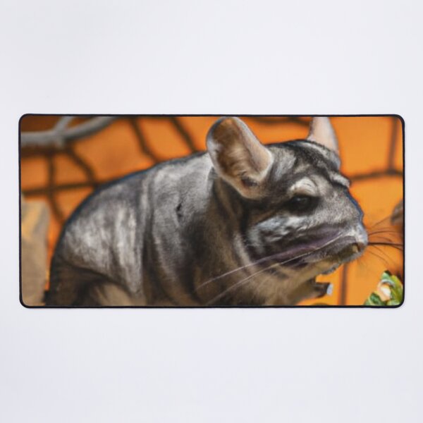 Item preview, Still Portrait Chinchilla designed and sold by katiebca2.