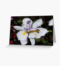 Whiteness Greeting Card