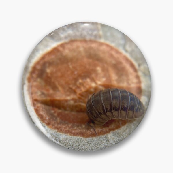 Item preview, Circle of life - zen decomposer the pill bug on a fossil  designed and sold by Katrina Valuyeva.