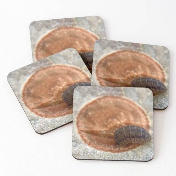 Item preview, Circle of life - zen decomposer the pill bug on a fossil  designed and sold by Katrina Valuyeva.