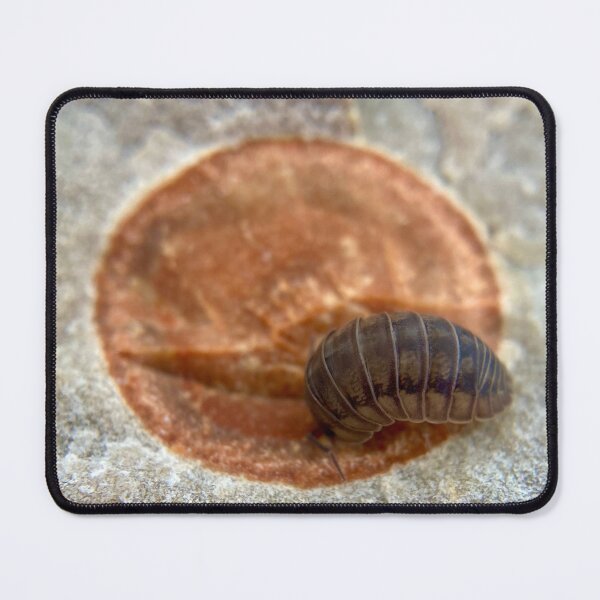 Item preview, Circle of life - zen decomposer the pill bug on a fossil  designed and sold by Katrina Valuyeva.