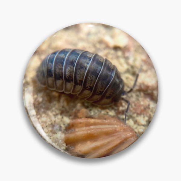 Artikelvorschau, Pillbug krabbelt an einem Fossil aus Kentucky vorbei entworfen und verkauft von Katrina Valuyeva.