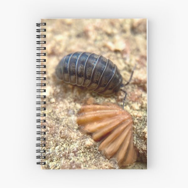 Item preview, Pillbug crawling by a fossil from Kentucky  designed and sold by Katrina Valuyeva.