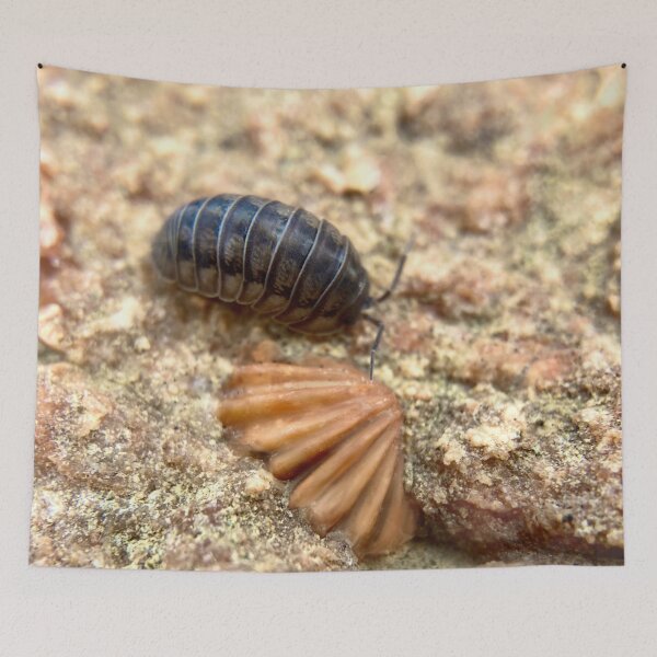 Item preview, Pillbug crawling by a fossil from Kentucky  designed and sold by Katrina Valuyeva.