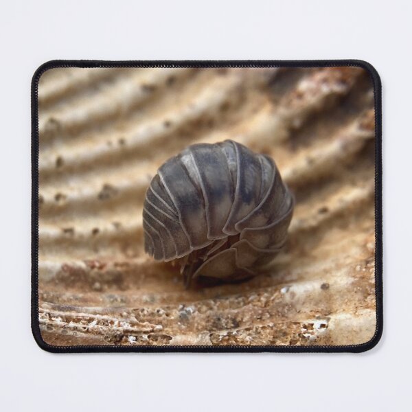 Item preview, Closed pillbug inside a Kentucky fossil designed and sold by Katrina Valuyeva.
