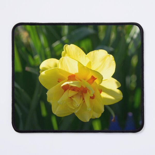Item preview, Double Daffodil Delight - Sun-kissed Springtime Garden designed and sold by Georgia Mizuleva.