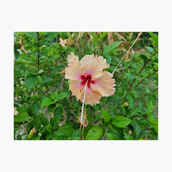Lámina botánica, hibiscus