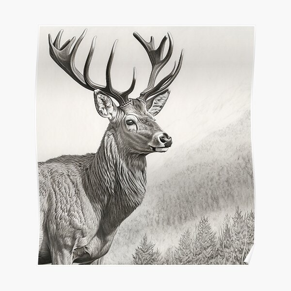 Vintage Deer Drawing in Black and White Poster