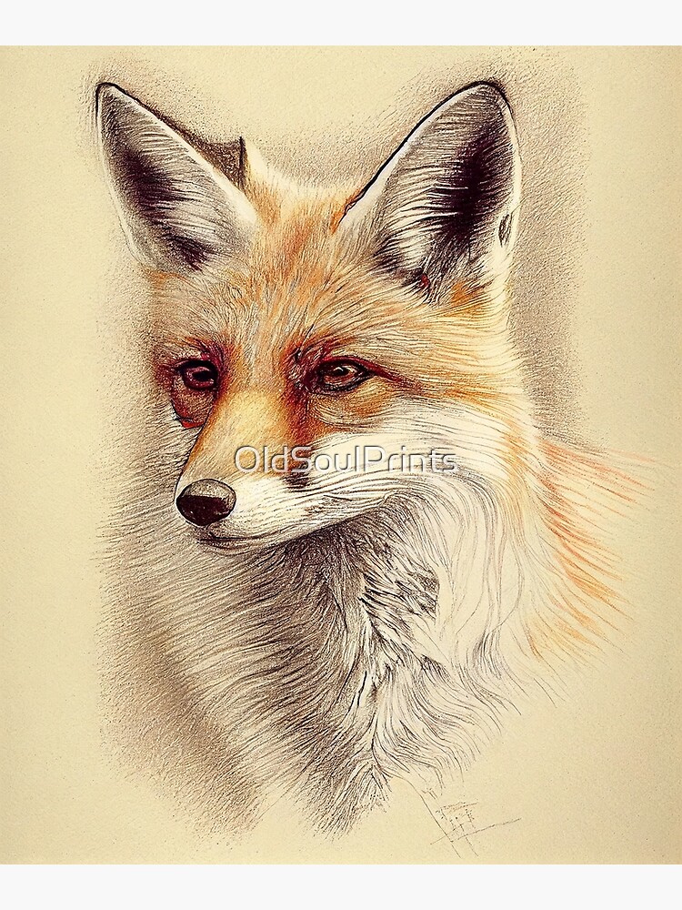 Hand drawn red fox children book cute sketch illustration colored pencils  abstract animal Stock Photo  Alamy