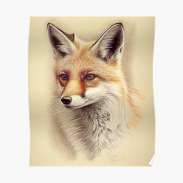 Vintage Red Fox Drawing Poster